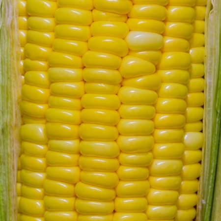 Close up of corn cob