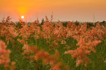 Grass flower and sunset background