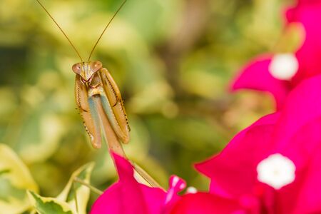 Praying Mantis on red flower