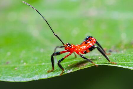 Close up of red assassin bug nymph in nature