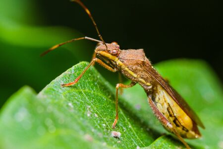 Macro shot of an assassin bug