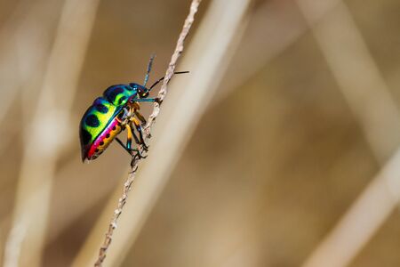 Close up of Jewel Bug in the natureの写真素材