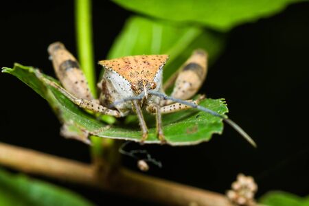 Close up stink bug on green leaf