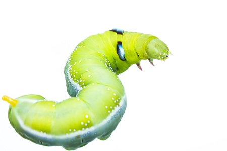 Close up green caterpillar on white background