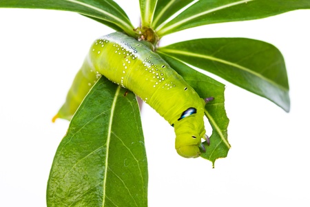 Isolated Green caterpillar eating green leafの写真素材