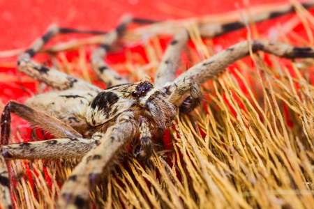 Close up of Giant House Spiderの写真素材