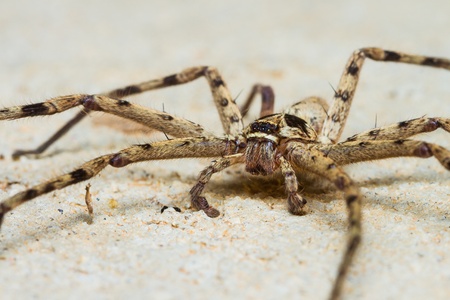 Close up of Giant House Spiderの写真素材