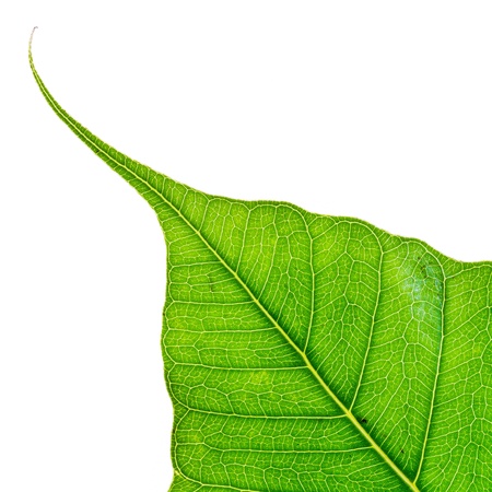 Texture Bodhi or Sacred fig leaf on white background