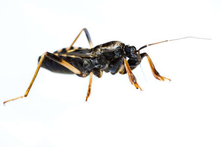 Close up of assassin bug on white backgroundの写真素材