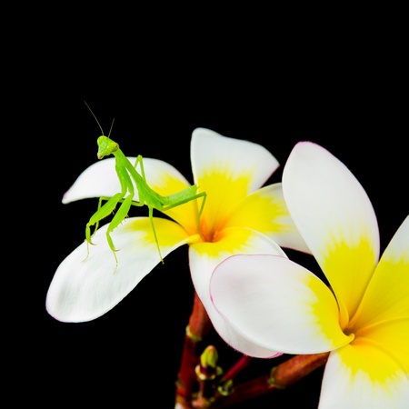 Isolated of Praying Mantis on plumeria flowerの写真素材