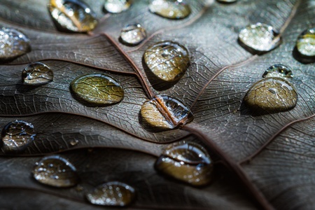Close up of water drops on dry leaves