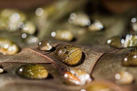 Close up of water drops on dry leavesの写真素材