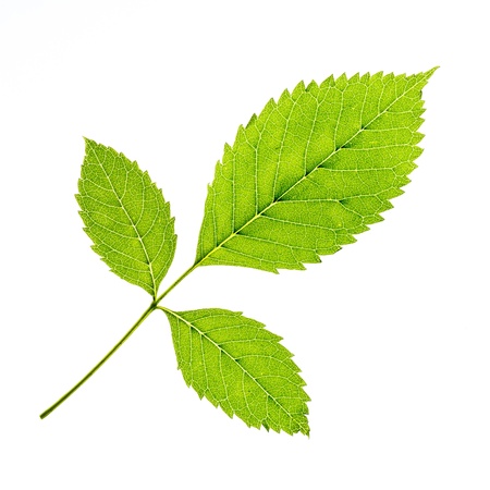 Green leaf of a plant on white backgroundの写真素材