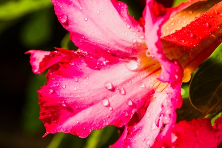 Close up of raindrops on pink impala lilyの写真素材