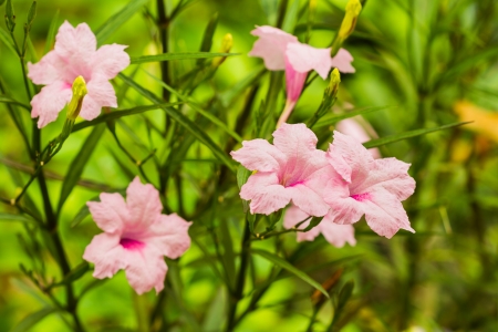 Pink Ruellia flower in the gardenの写真素材