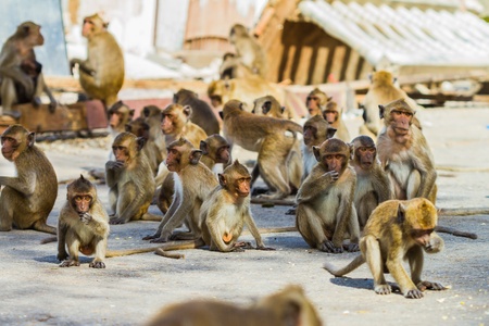 Monkey family is sitting on the road floorの写真素材