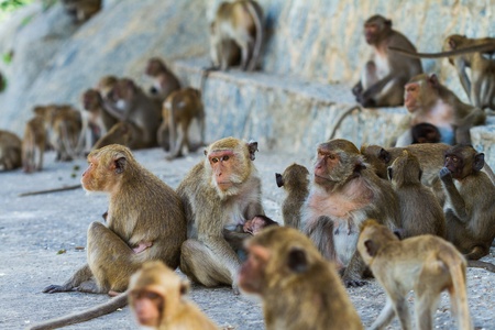 monkey family is sitting on mountainの写真素材