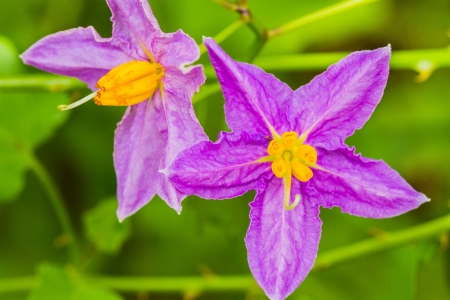 Eggplant plant with purple flowerの写真素材