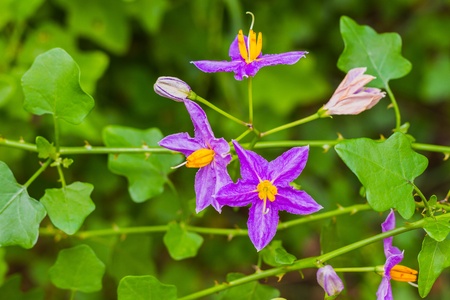 Eggplant plant with purple flowerの写真素材