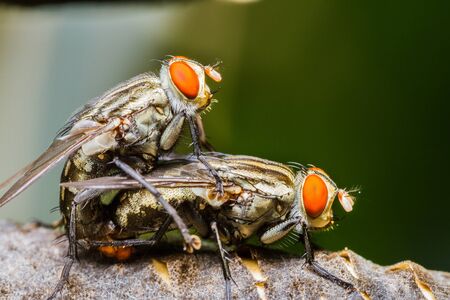 Close up of couple flies mating on a leafの写真素材