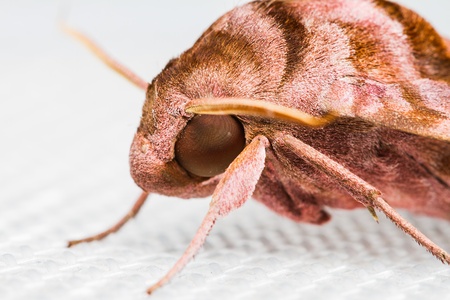 Close up Sphingidae family of moths on white backgroundの写真素材