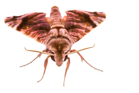 Isolated Sphingidae family of mothsの写真素材