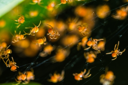 Groups of babies spider in cobwebの写真素材