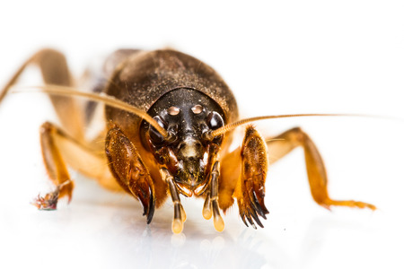 Close up of Mole Cricket on white backgroundの写真素材