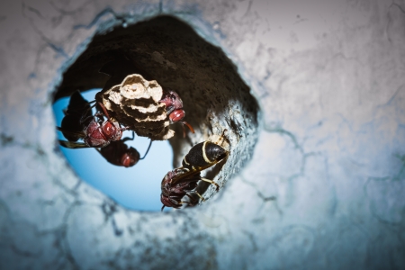 Wasp with nest in the holeの写真素材