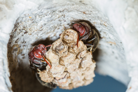 Wasp with nest in the holeの写真素材
