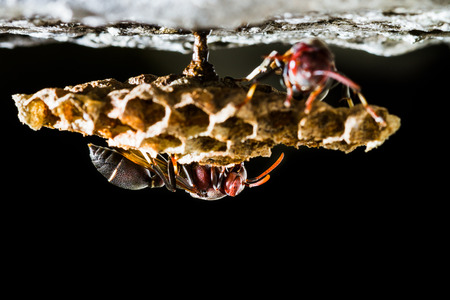 wasp in the nest on black background
