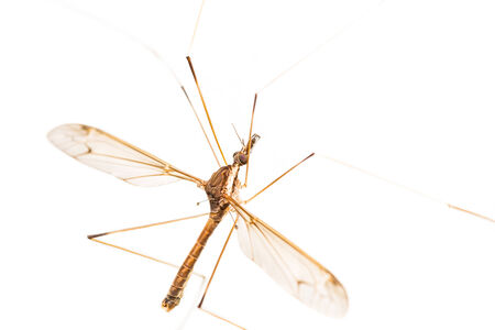 Close up of crane fly on white