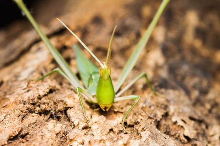 Green Long head Grasshopper on wooden
