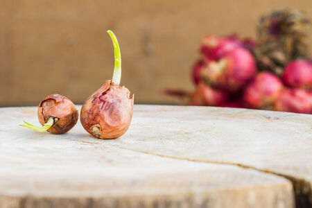 Red onions on wooden background
