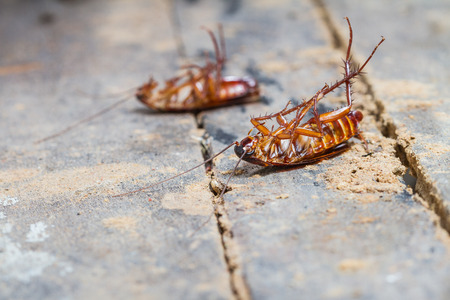 Close up of a death cockroach on wooden