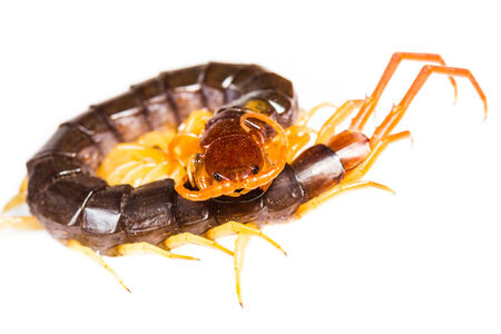 Centipede on white background