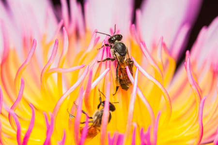 Close up of bee in lotus flower