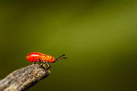 Young red cotton stainer bug
