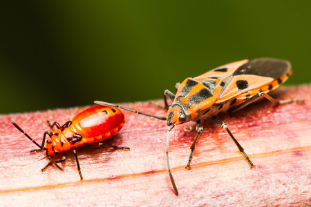 Family of red cotton stainer bugの写真素材