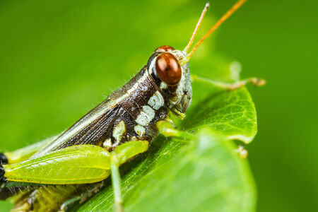 Close up Differential Grasshopper on green leaf