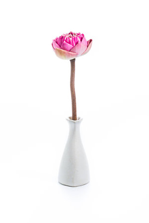 Lotus flower in vase on white backgroundの写真素材