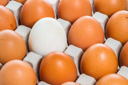 Close up of white egg in carton box