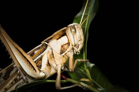 Close up of a big yellow grasshopperの写真素材