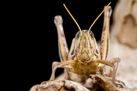 Close up of a big yellow grasshopperの写真素材