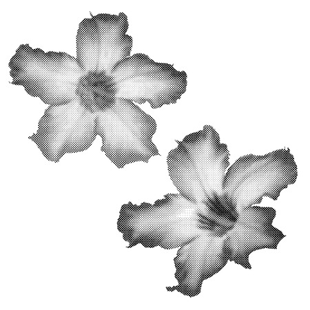 Halftone Desert Rose Flower,Vector Design illustrationのイラスト素材