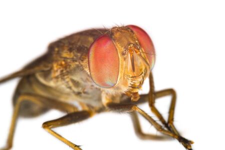 Extreme macro shot the eye of insect fly on white backgroundの写真素材