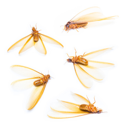 Isolated of alate or termite white ant on white backgroundの写真素材