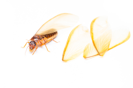 Isolated of alate or termite white ant on white backgroundの写真素材