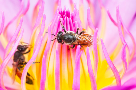 Close up of honey bee on lotus flower