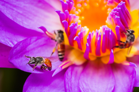Close up of honey bee on lotus flowerの写真素材